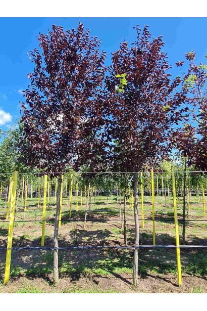 Вишня віргінська Шуберт   ком/вис.400-480см/Ø100-140см/ШТАМБ 150-190см/обхват 14-16см